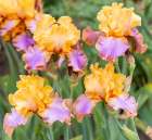 USA, Oregon. Garden in full bloom with close-up of bearded iris Art Print